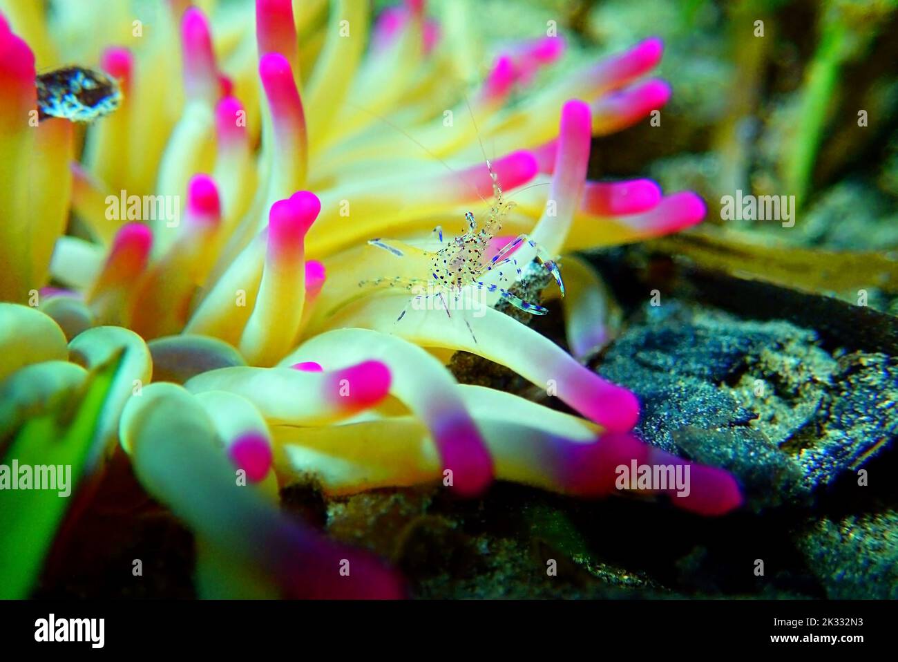 Mediterrane Meerglas Anemone Garnelen - Periclimenes aegylios Stockfoto