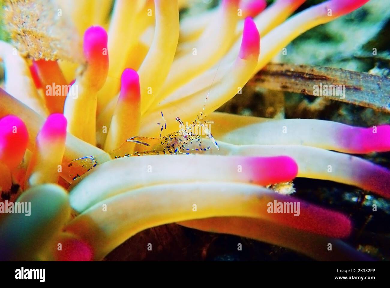 Mediterrane Meerglas Anemone Garnelen - Periclimenes aegylios Stockfoto