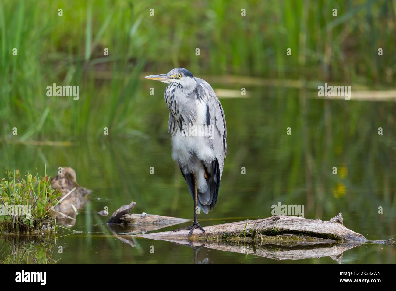 Ein grauer Reiher (ardea cinerea), der auf einem Ast im Wasser steht Stockfoto