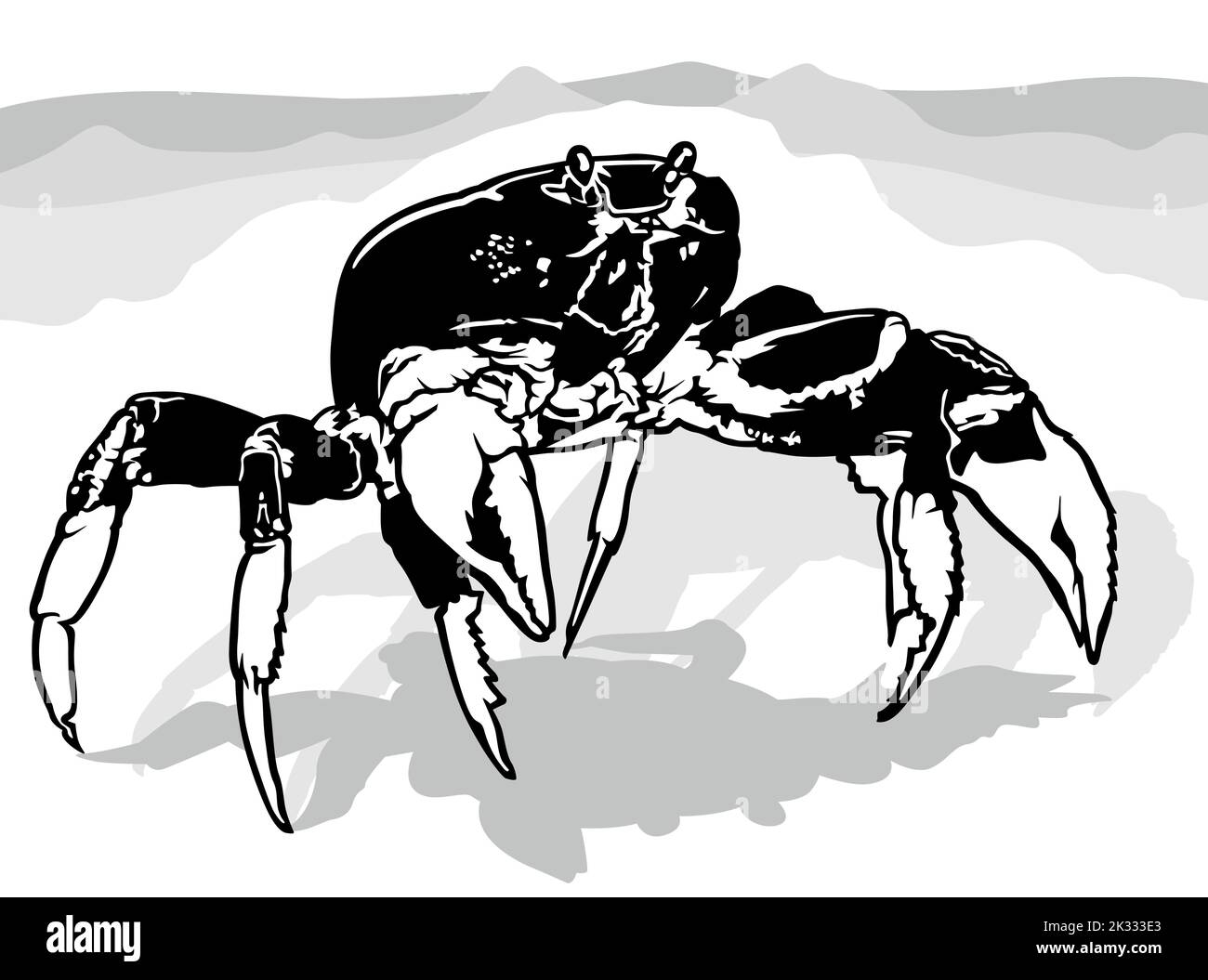Zeichnung einer großen Krabbe aus der Vorderansicht Stock Vektor