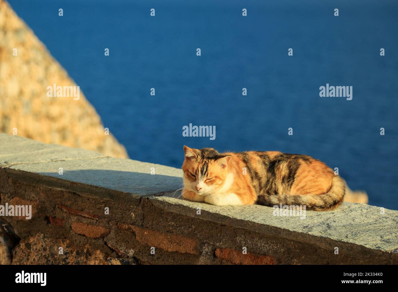 Niedliche drei Farben weiß rot braun Katze liegt auf der Zementbrüstungsanlage und genießen sonnen sich in der Sonne gegen alte Stein Festungsmauer und hell Stockfoto