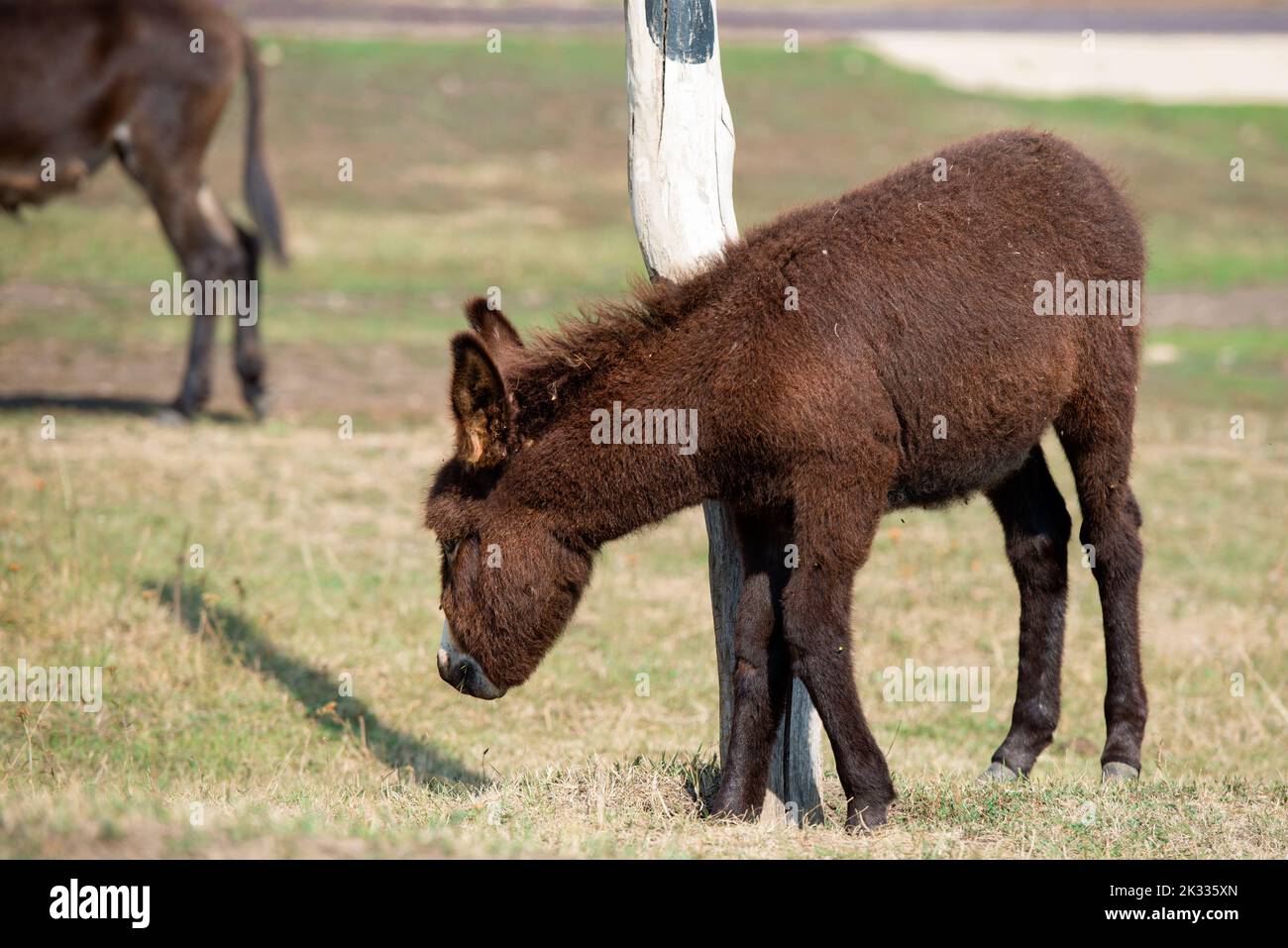 Junger kleiner brauner Esel auf einer Viehfarm Stockfoto