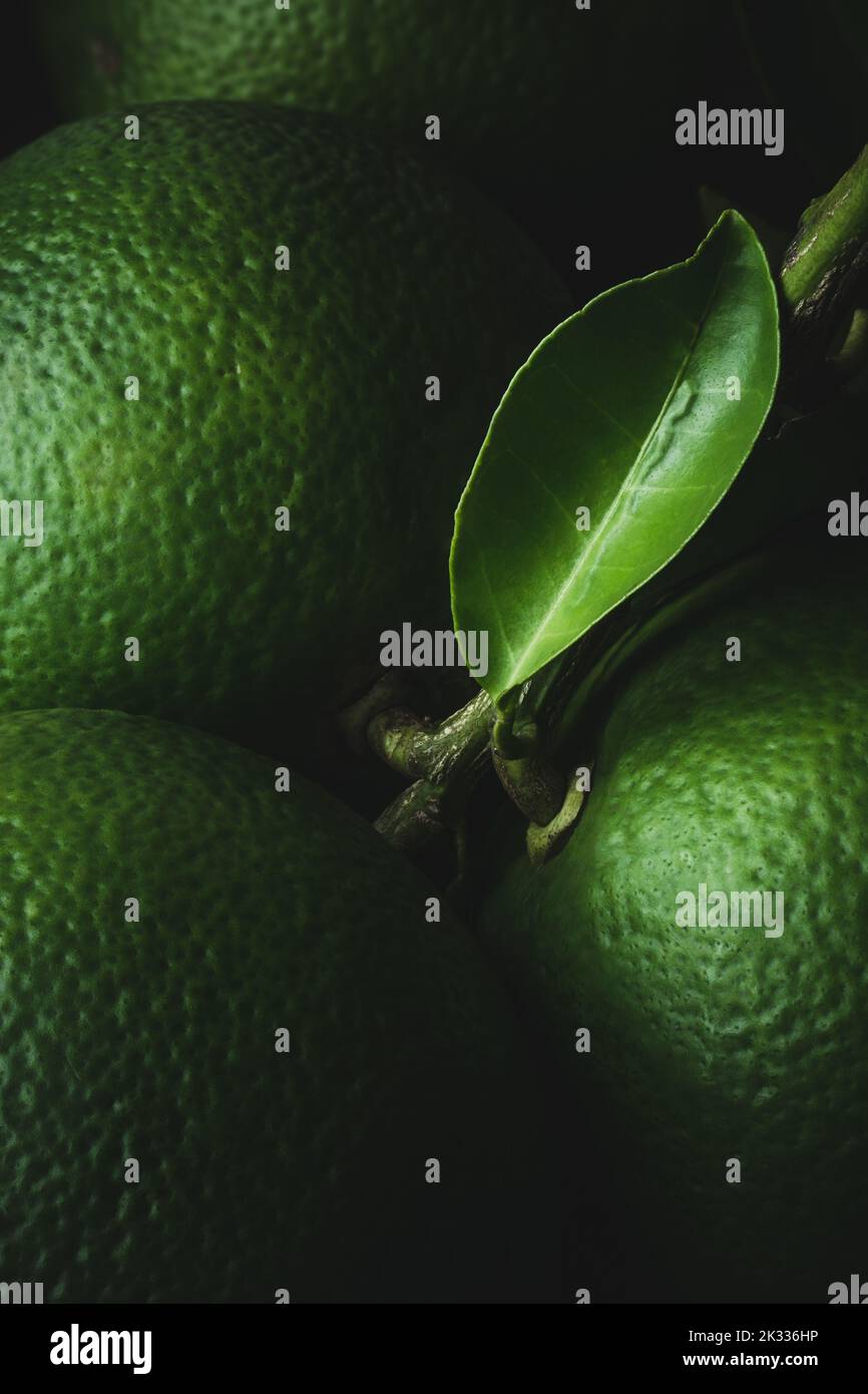 Nahaufnahme von frisch geernteten Orangen mit grüner Haut, einer Ansammlung von Zitrusfrüchten mit hohem Vitamin C-Gehalt und Blättern, aufgenommen in dramatischer Beleuchtung, Aufnahmen von dunklen Lebensmitteln Stockfoto