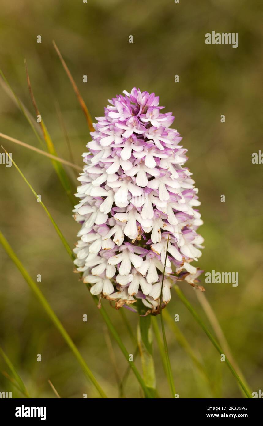 Die pyramidale Orchidee ist eine der häufigsten der britischen Orchideen. Sie bevorzugen gut durchlässige kalkhaltige Böden und werden im Norden küstennaher. Stockfoto