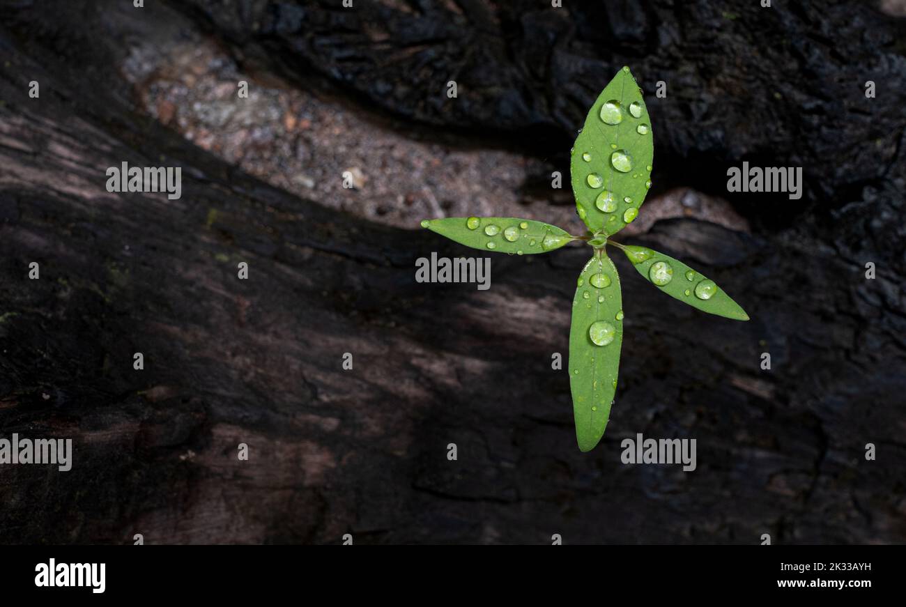 Junge Baumpflanze, die durch das rissige alte Holz wächst Stockfoto
