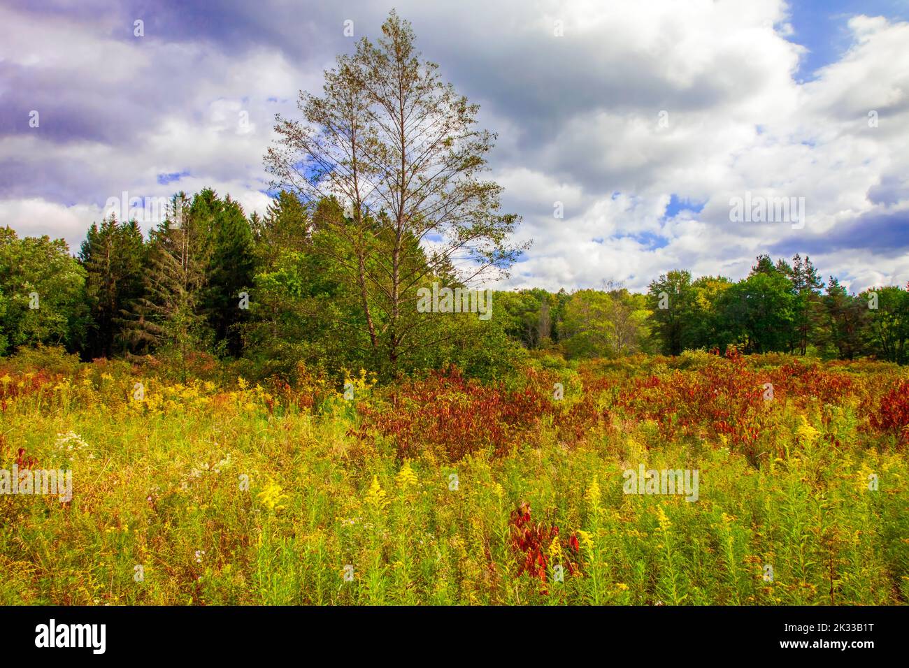 Eine alte Feldwiese im Spätsommer im Varden Conservation Area in Wayne County, Pennsylvania Stockfoto