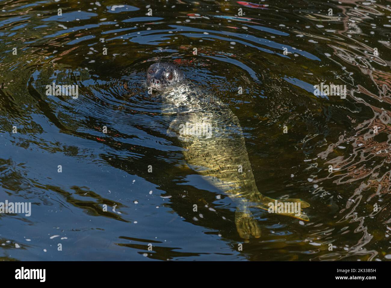 Nahaufnahme einer Vollkörperansicht einer Seehunde (Phoca vitulina), die in Ketchikan Creek, Ketchikan, Alaska, USA, schwimmt. Stockfoto