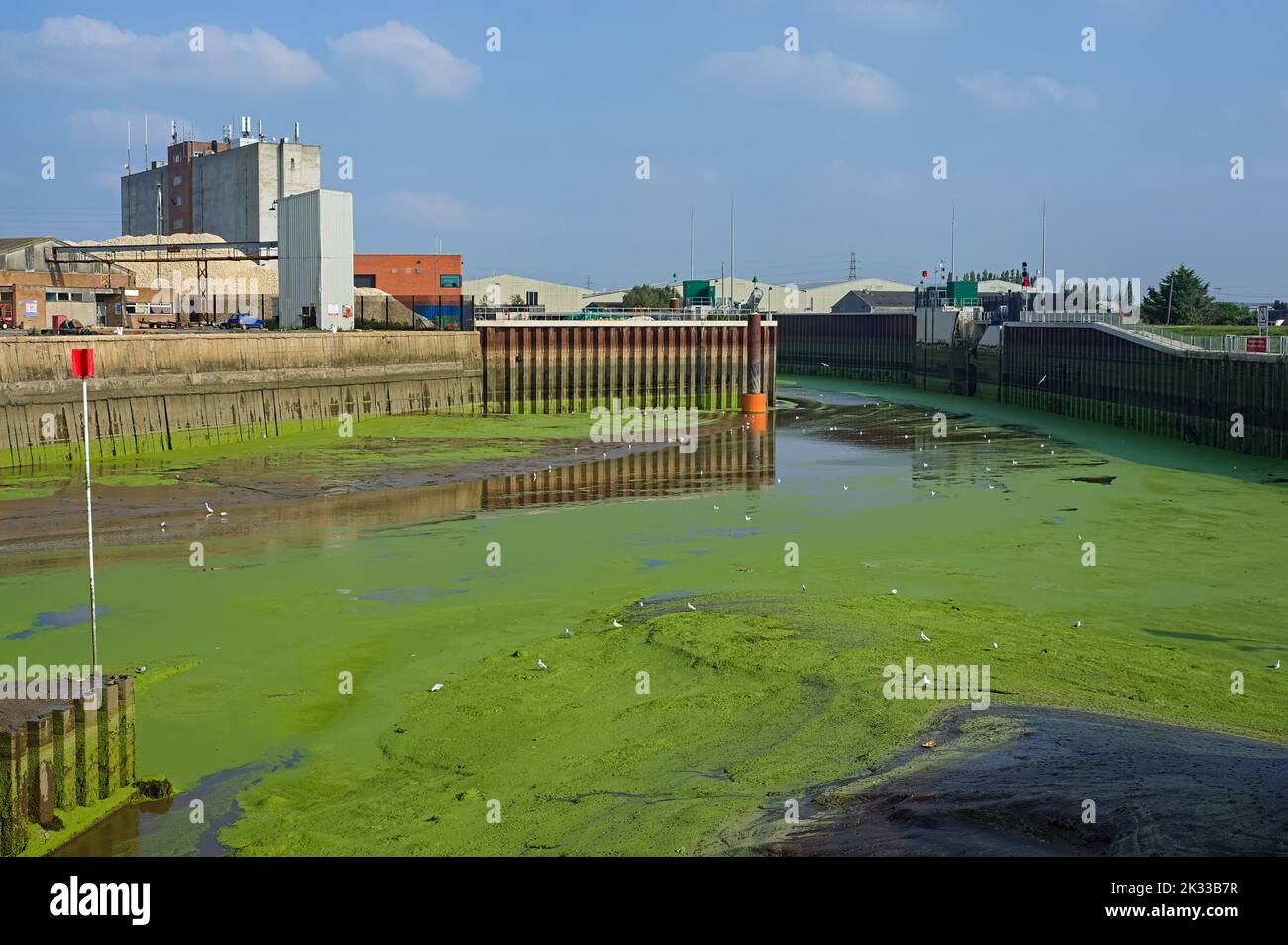 Der Fluss Haven bei boston dockt an den Docks, die mit grünem Gras bedeckt sind, selbst bei Ebbe in Boston Lincolnshire Stockfoto