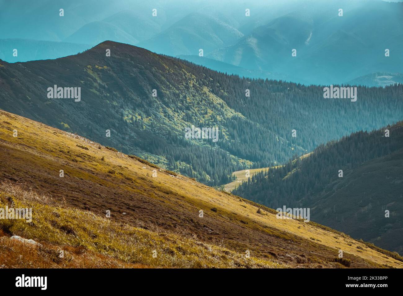 Fantastische alpine Hochlandlandschaft. Bergkiefernwald an Berghängen. Orange Graswiese vor dramatischen blauen Bergkette. Majestätische farbenfrohe Herbstszene. Naturhintergründe. Reiseaufnahme Stockfoto