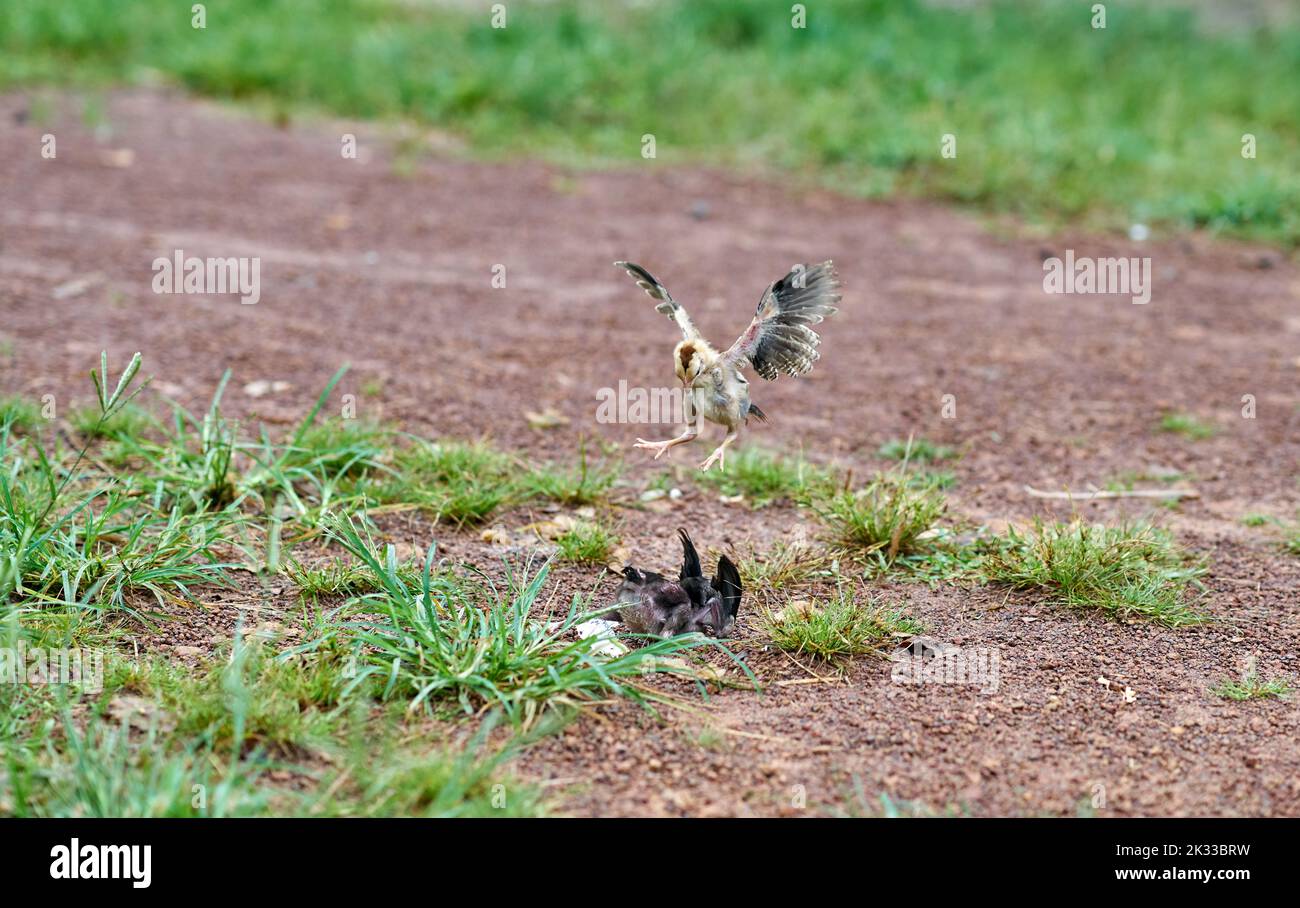 Kleine Hühner lernen sich auf einer Freilandfarm zu bekämpfen. Stockfoto