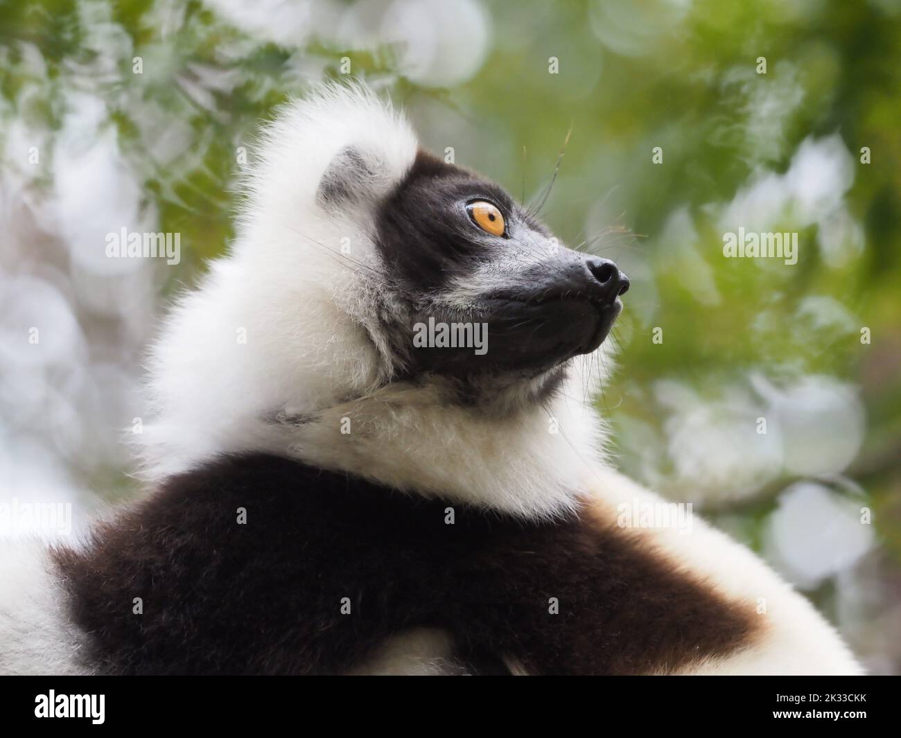 Schwarz-weiß-geraffter Lemur, Madagaskar Stockfoto