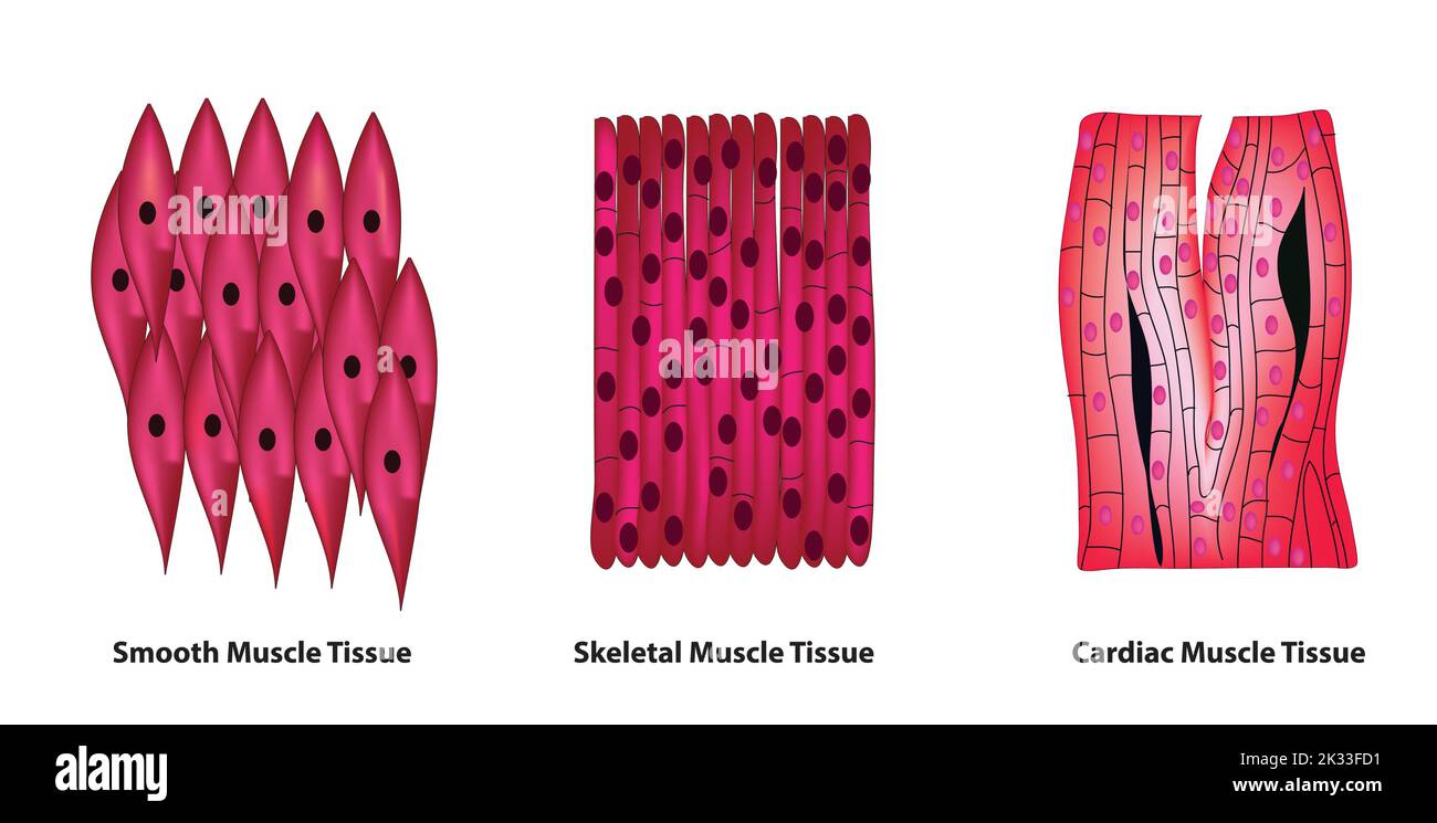 Muskelgewebe Stock Vektor