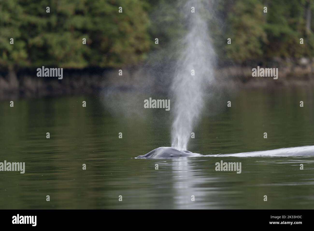 Ein Buckelwal (Megaptera novaeangliae), der in British Columbia, Kanada, in den Gewässern vor der Küste atmet. Stockfoto