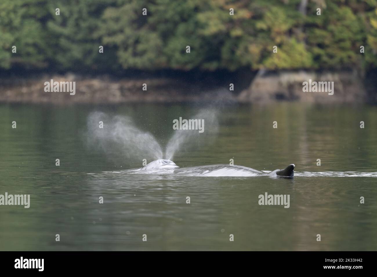 Ein Buckelwal (Megaptera novaeangliae), der in British Columbia, Kanada, in den Gewässern vor der Küste atmet. Stockfoto