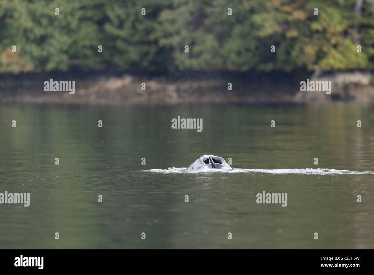 Die Nasenlöcher eines Buckelwals (Megaptera novaeangliae), der in den Gewässern vor British Columbia, Kanada, atmet. Stockfoto