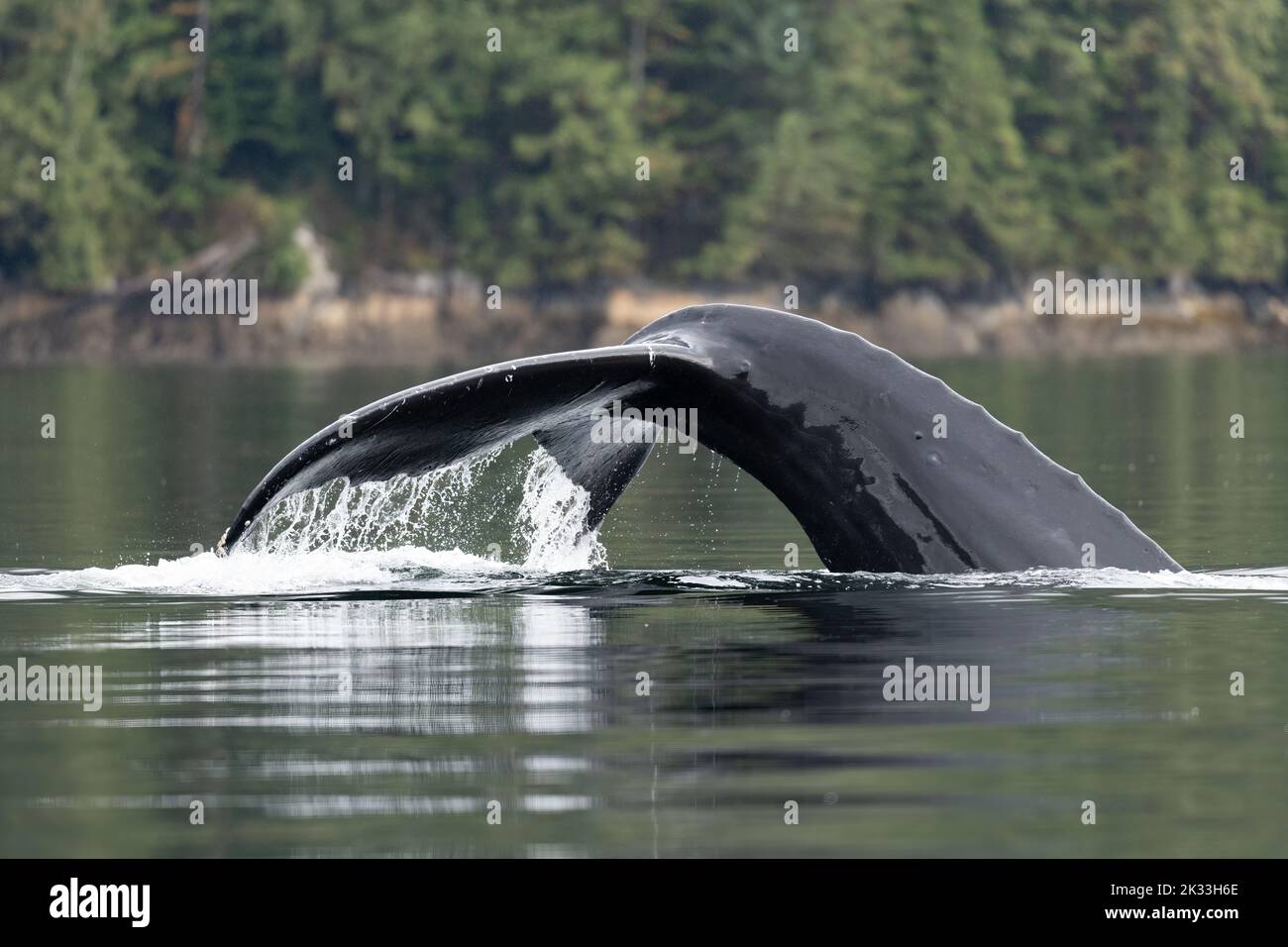 Ein Buckelwal (Megaptera novaeangliae) hebt seinen Schwanz aus dem Wasser, während er sich auf das Tauchen in British Columbia, Kanada, vorbereitet. Stockfoto