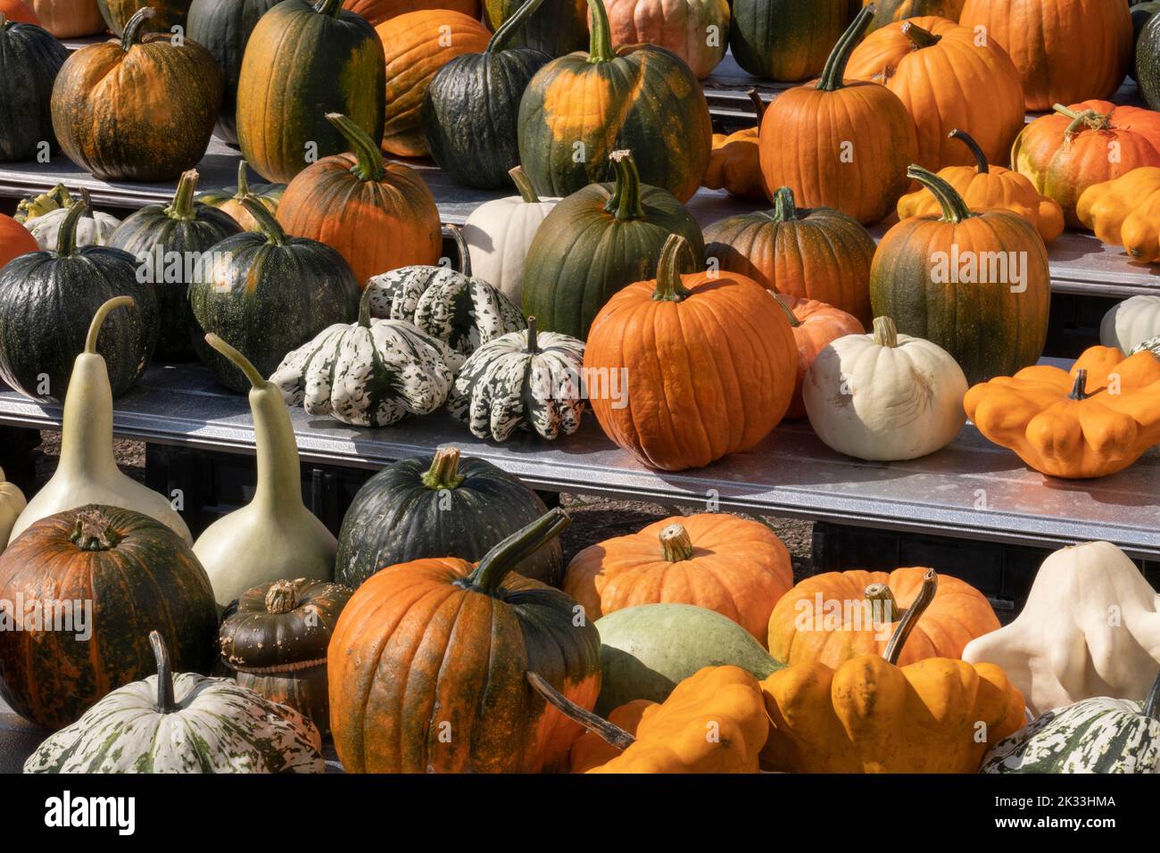 Variationen von ganzen frischen Herbstkürbissen aus nächster Nähe im Freien Stockfoto