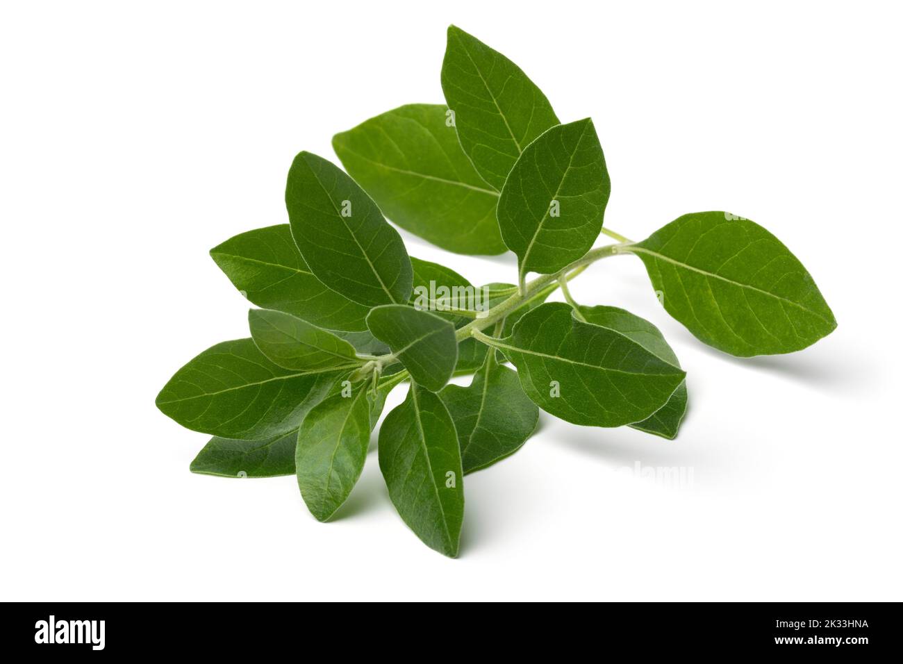 Einzelner Zweig der grünen Aschwagandha-Pflanze isoliert auf weißem Hintergrund Stockfoto