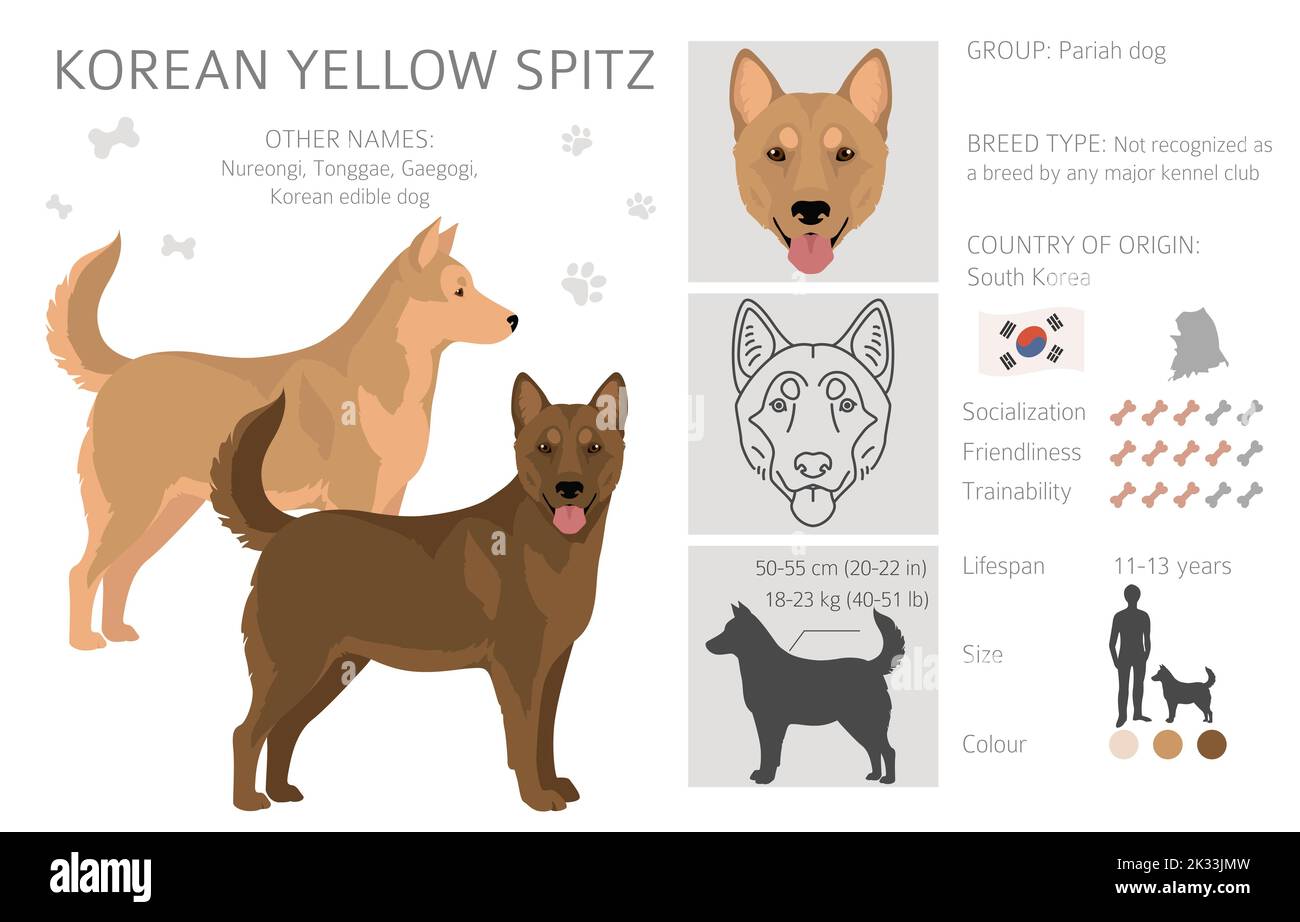Korean gelbe spitz Cliparts. Verschiedene Fellfarben eingestellt. Vektorgrafik Stock Vektor