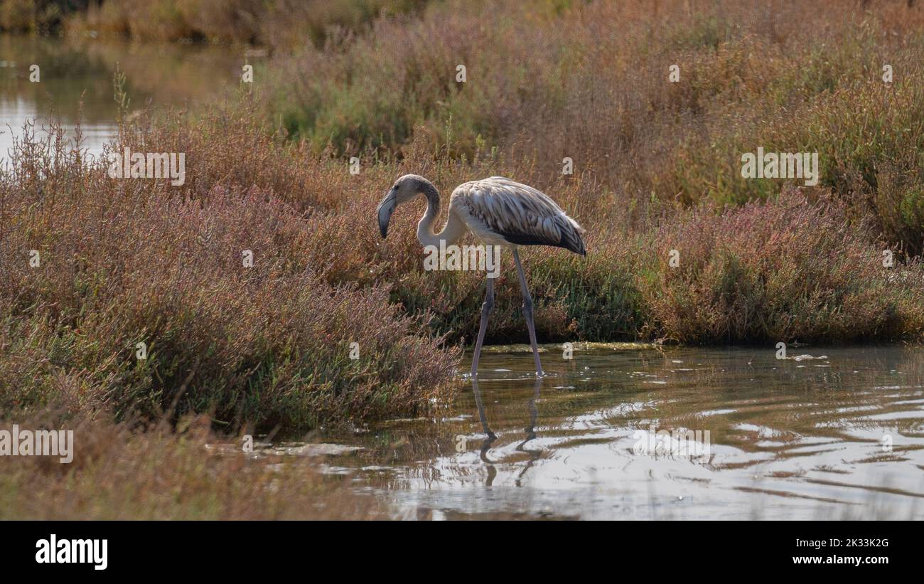 Junger Flamingo in seiner natürlichen Umgebung Stockfoto