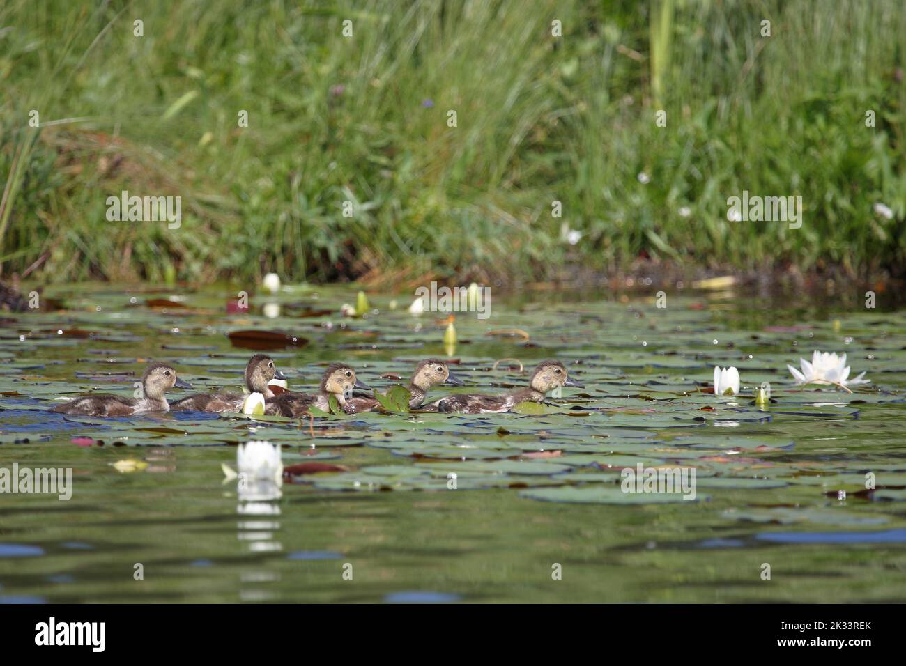 Ringschnabelente oder Halsringente / Ringhalsente / Aythya collaris Stockfoto