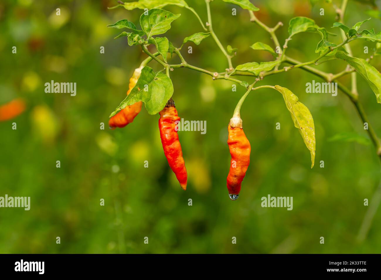 Die roten und reifen Chilischoten auf dem Baum sind am Morgen noch mit Tau nass, der Hintergrund sind verschwommene grüne Blätter Stockfoto