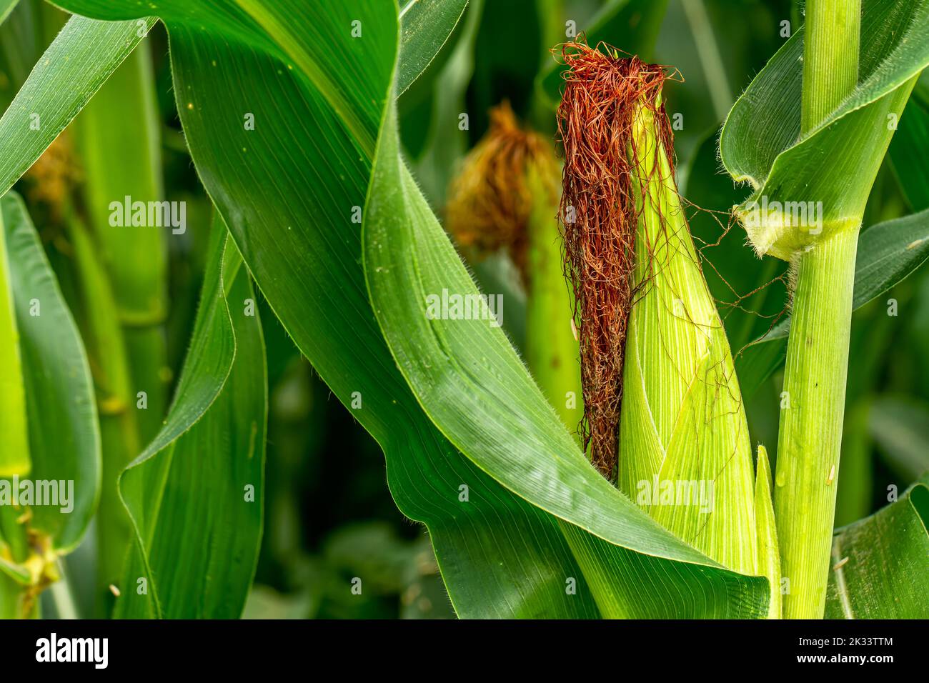 Eine junge Maisfrucht, deren Blütenhaar in Form von braunem Haar ist, ist noch angehängt, der Anbau der Lebensmittelindustrie Pflanze Stockfoto