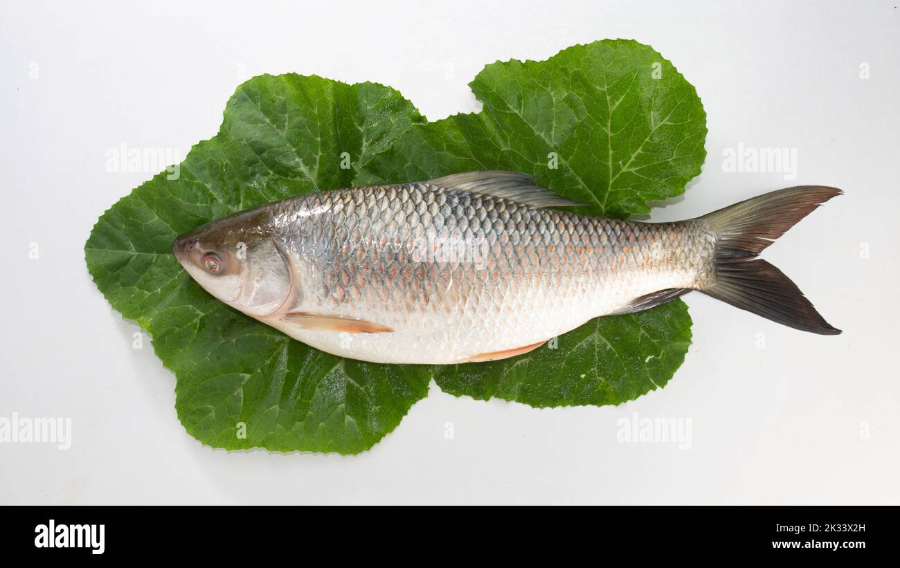 Der Rohu, rui oder Roho labeo ist eine Fischart der Karpfenfamilie, die in Flüssen in Südasien gefunden wird. Fischmarkt-Anzeige. Roh, ungekocht, ganz und sid Stockfoto