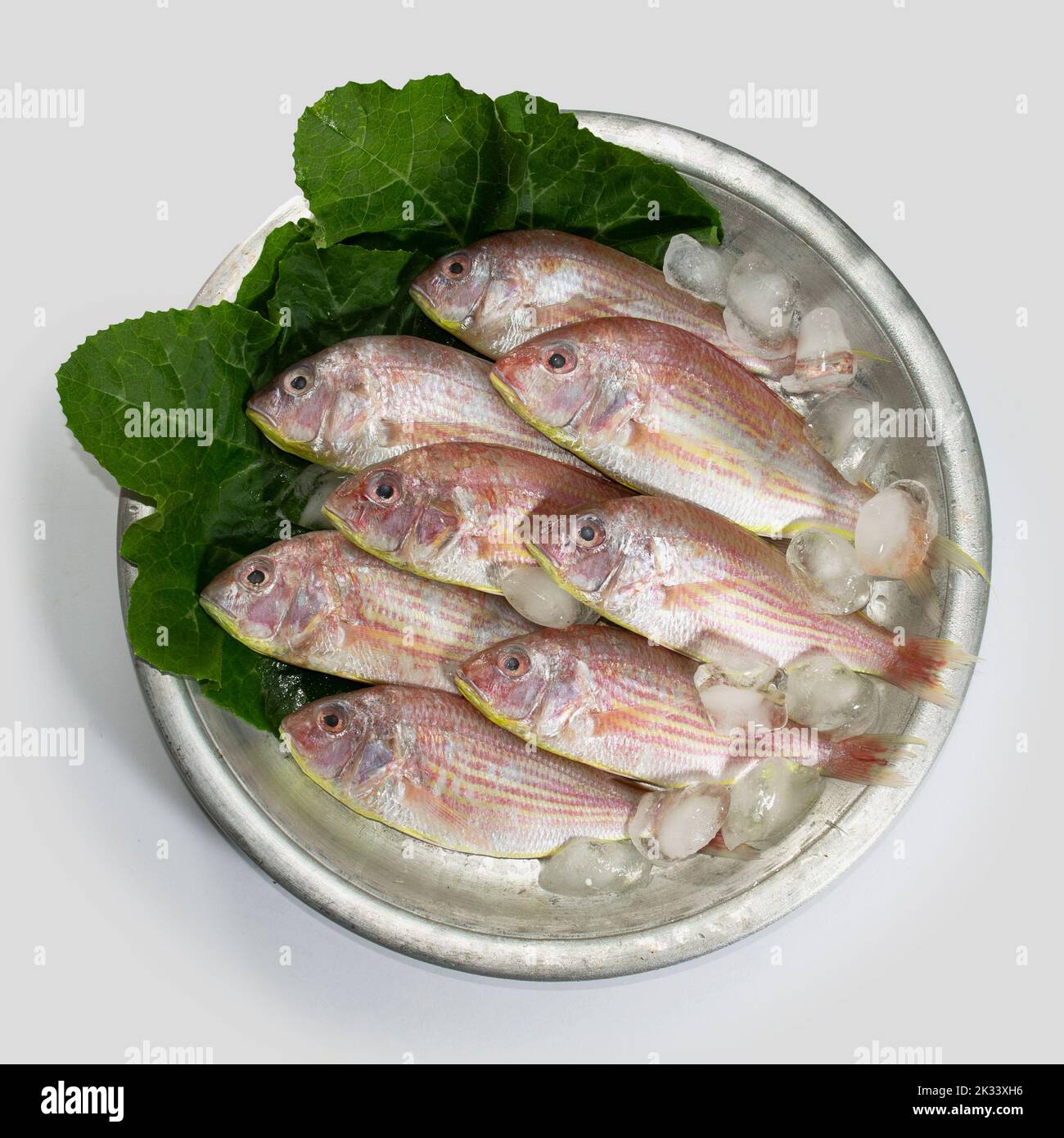Roter Croaker, Lal poa, Pama, POA Fisch auf Aluminiumschale mit Kürbisblättern. Meeresfrüchte. Stockfoto
