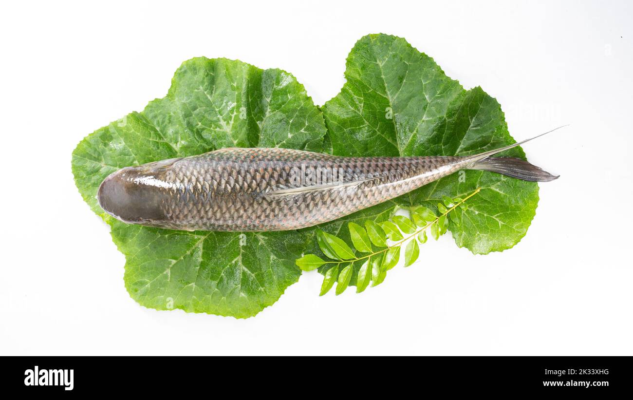 Der Rohu, rui oder Roho labeo ist eine Fischart der Karpfenfamilie, die in Flüssen in Südasien gefunden wird. Fischmarkt. Roh, ungekocht, ganz und top Stockfoto