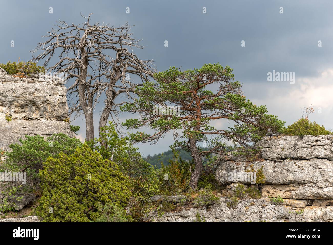 Landschaft des causse noir Buschland im Sommer im nationalpark cevennes. Stockfoto