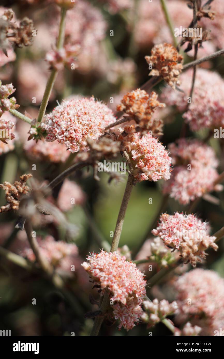 Rosa blühende Cymosekopfblüten von Eriogonum cinereum, Polygonaceae, einheimischer Strauch an der Ventura County Coast, Sommer. Stockfoto