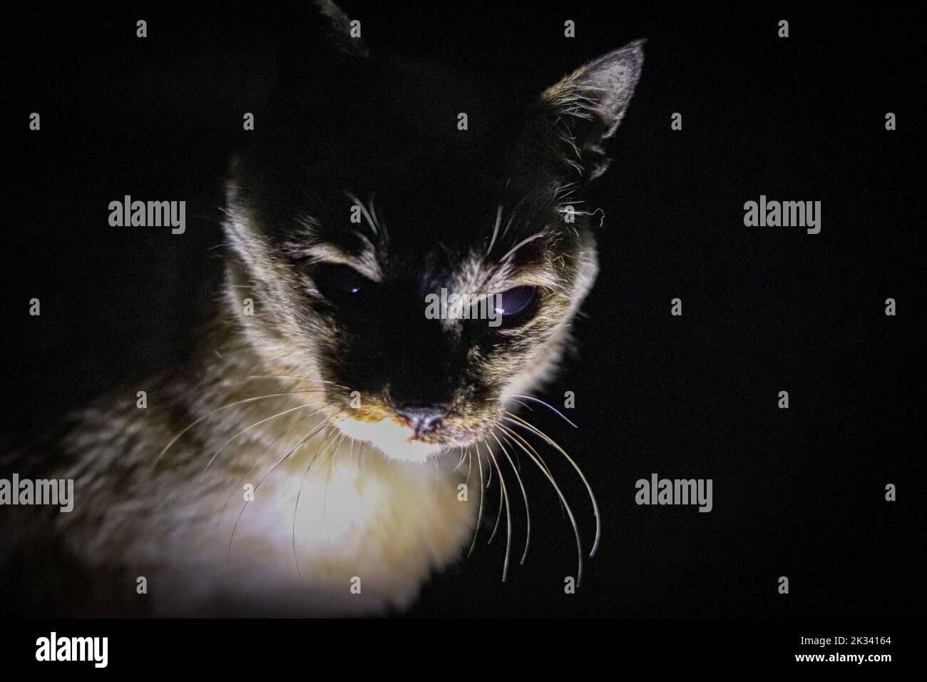 siamesische Katze gruselig gruselig halloween Licht von unten Stockfoto