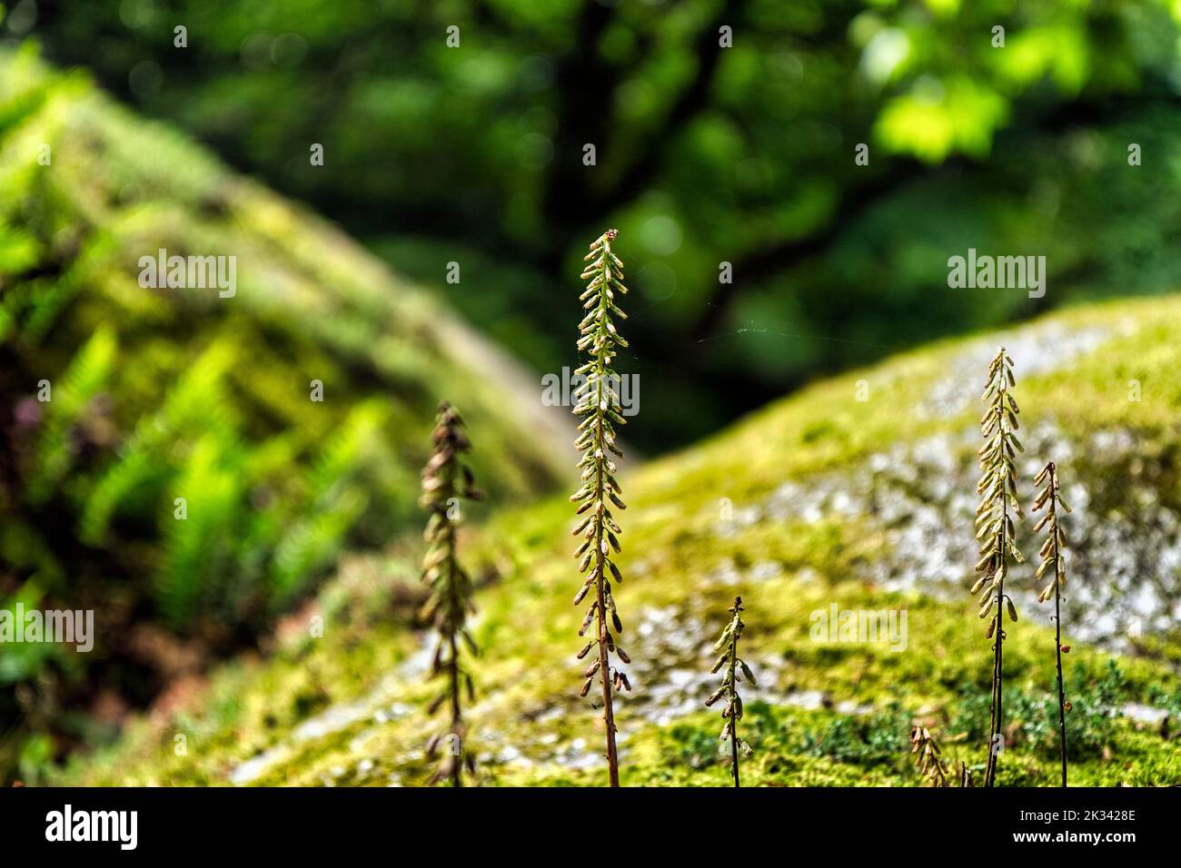 Granitfelsen mit Moos bewachsen, Nahaufnahme, mystischer Wald von Huelgoat, regionaler Naturpark Armorique, Departement Finistere, Bretagne, Frankreich Stockfoto