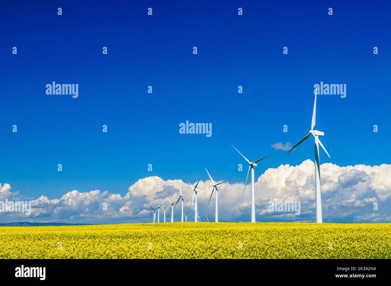 Eine Reihe von Windradellen auf einem Feld mit hellgelben Raps im Süden Albertas Stockfoto