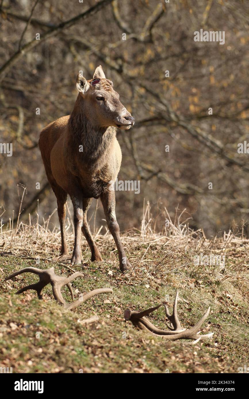 Rotwild (Cervus elaphus) ohne Geweih, hat beide Pole abgeworfen, Allgäu, Bayern, Deutschland Stockfoto