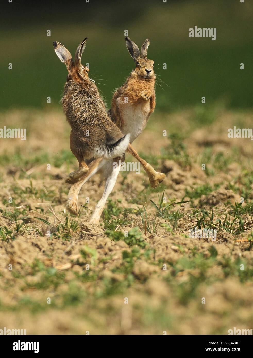 Europäischer Hase (Lepus europaeus) Paarungszeit, sogenannte Sammelzeit, Männchen streiten sich miteinander, Niederösterreich, Österreich Stockfoto