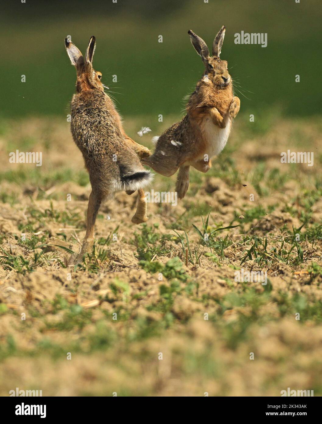 Europäischer Hase (Lepus europaeus) Paarungszeit, sogenannte Sammelzeit, Männchen streiten sich miteinander, Niederösterreich, Österreich Stockfoto