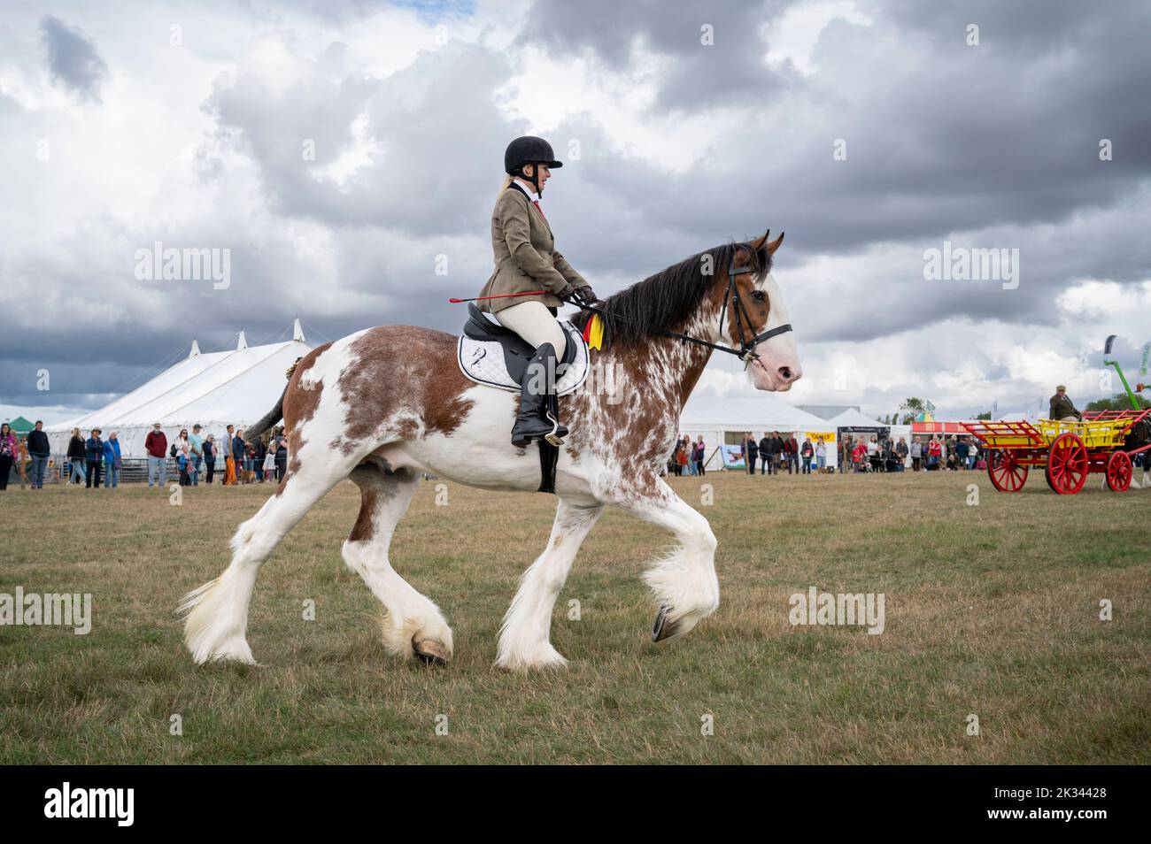 Great Gransden Cambridgeshire, Großbritannien. 24. September 2022. Eine Frau reitet Eddie, ein 4 Jahre altes Clydesdale Schwerpferd auf der Gransden and District Agricultural Society Show. Die jährliche Show umfasst Ausstellungen von Nutztieren, ländlichem Kunsthandwerk, Lebensmitteln und Handelsständen. Kredit: Julian Eales/Alamy Live Nachrichten Stockfoto