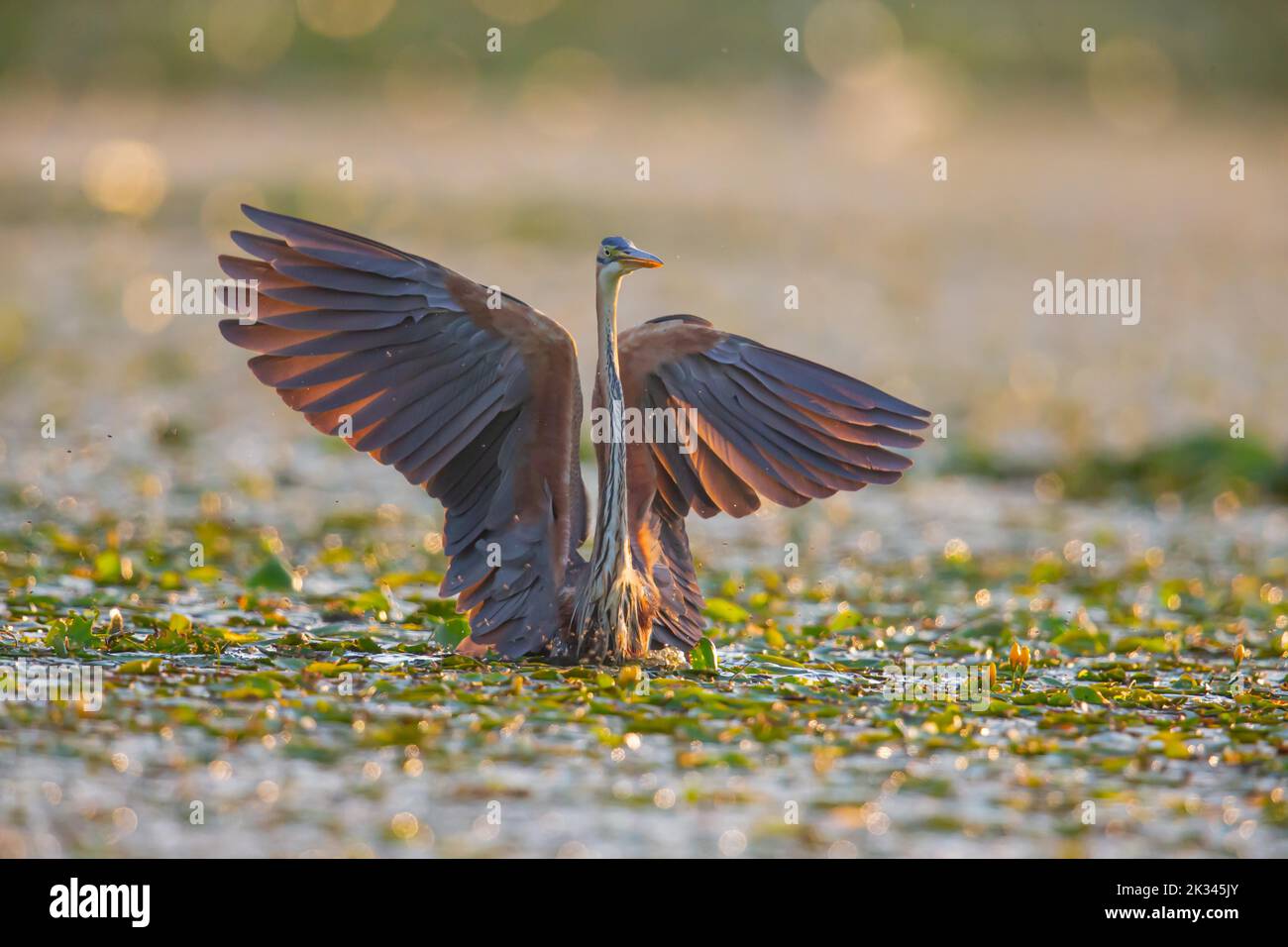 Purpurreiher (Ardea purea), der Vogel sucht am frühen Morgen im seichten Wasser nach Beute und fliegt los, Ungarn Stockfoto