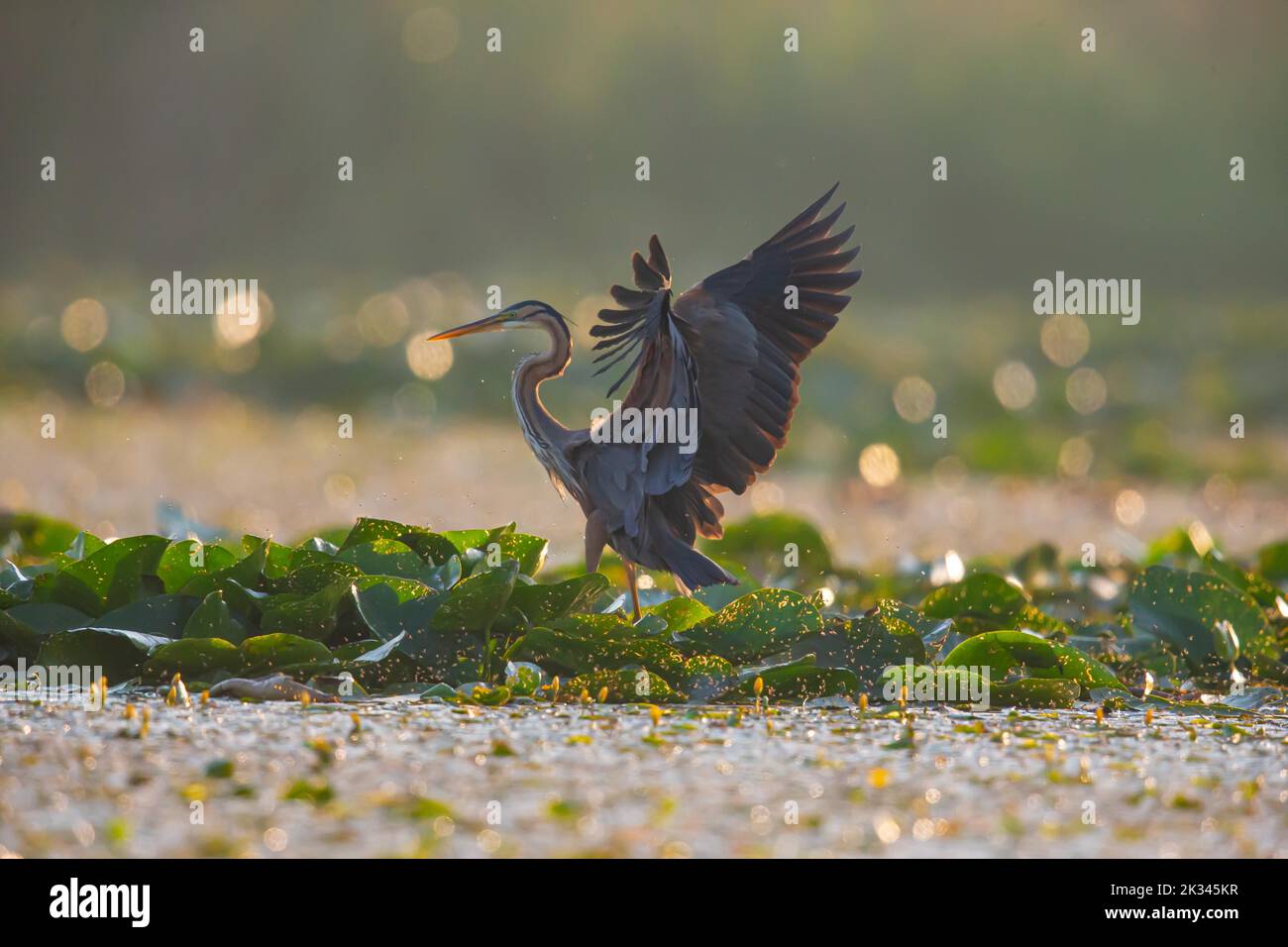 Purpurreiher (Ardea purea), der Vogel sucht am frühen Morgen im seichten Wasser nach Beute und fliegt los, Ungarn Stockfoto