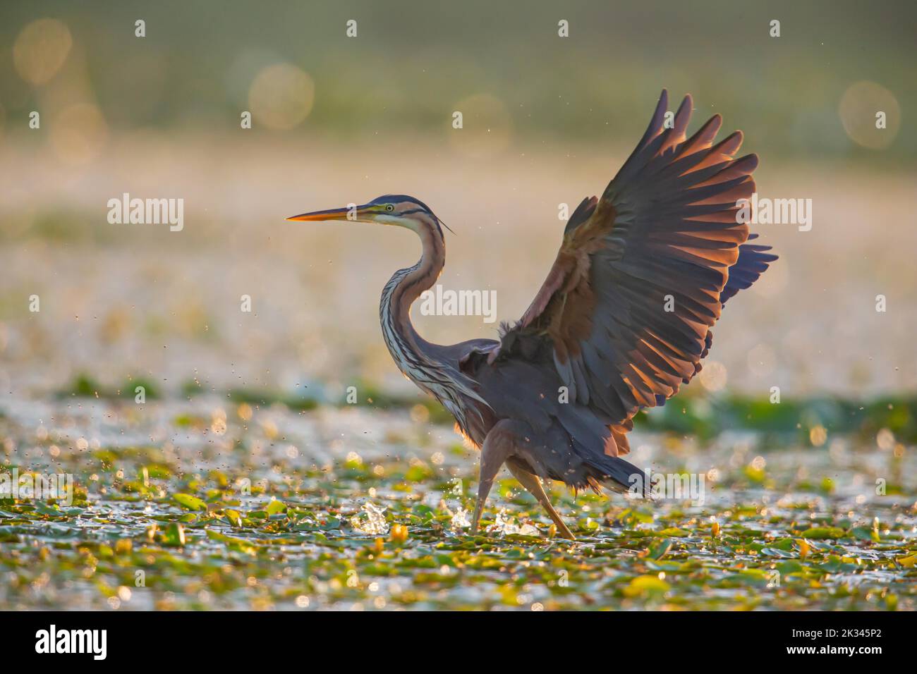 Purpurreiher (Ardea purea), der Vogel sucht am frühen Morgen im seichten Wasser nach Beute und fliegt los, Ungarn Stockfoto