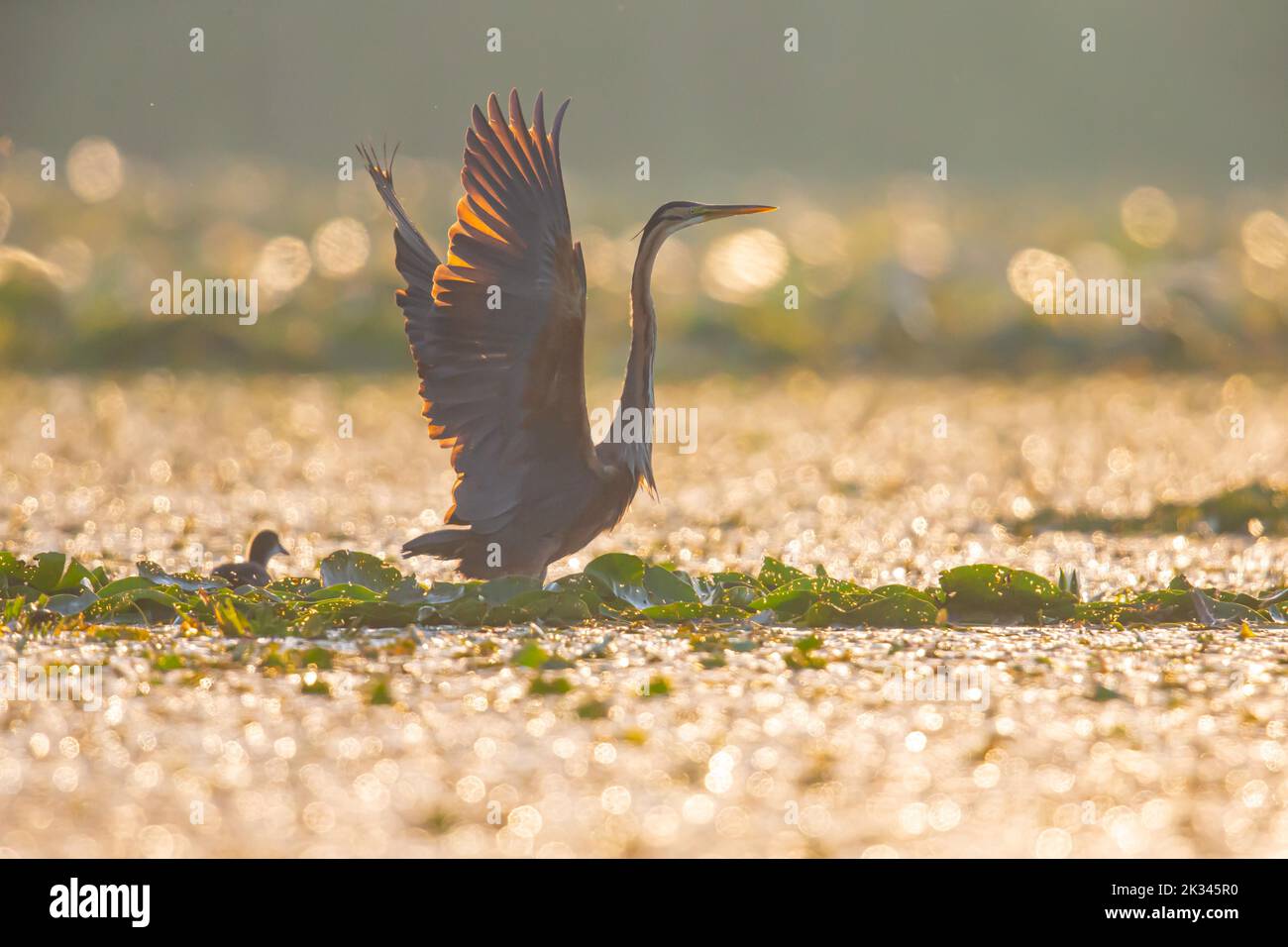 Purpurreiher (Ardea purea), der Vogel sucht am frühen Morgen im seichten Wasser nach Beute und fliegt los, Ungarn Stockfoto