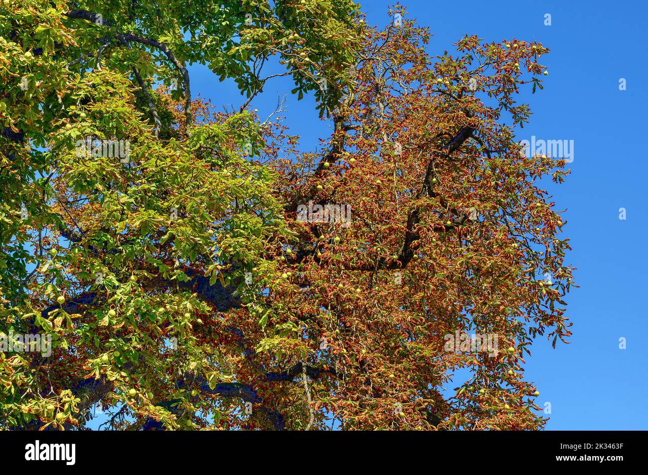 Kranker kastanienbaum Fotos und Bildmaterial in hoher Auflösung Alamy