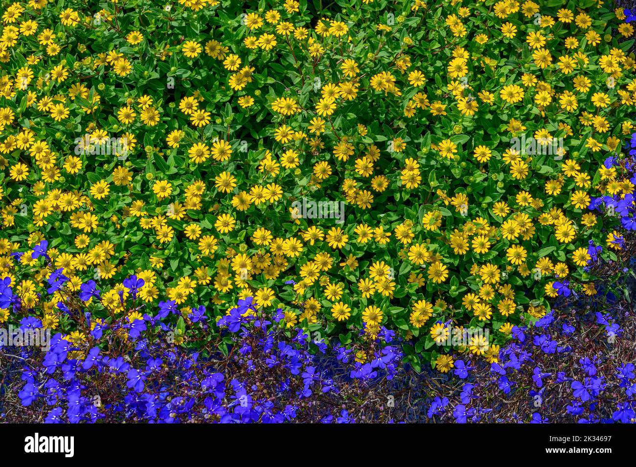 Viola (Pflanze) (Viola) oder Viola und gelbe Ringelblume (Coleostephus myconis), Allgäu, Bayern, Deutschland Stockfoto