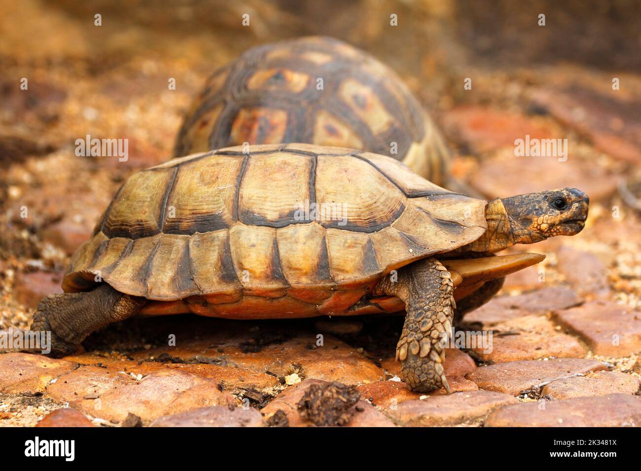 Zwei männliche Angulatschildkröten kämpfen auf einigen Steinstufen in einem Garten in Kapstadt um ein Weibchen. Stockfoto