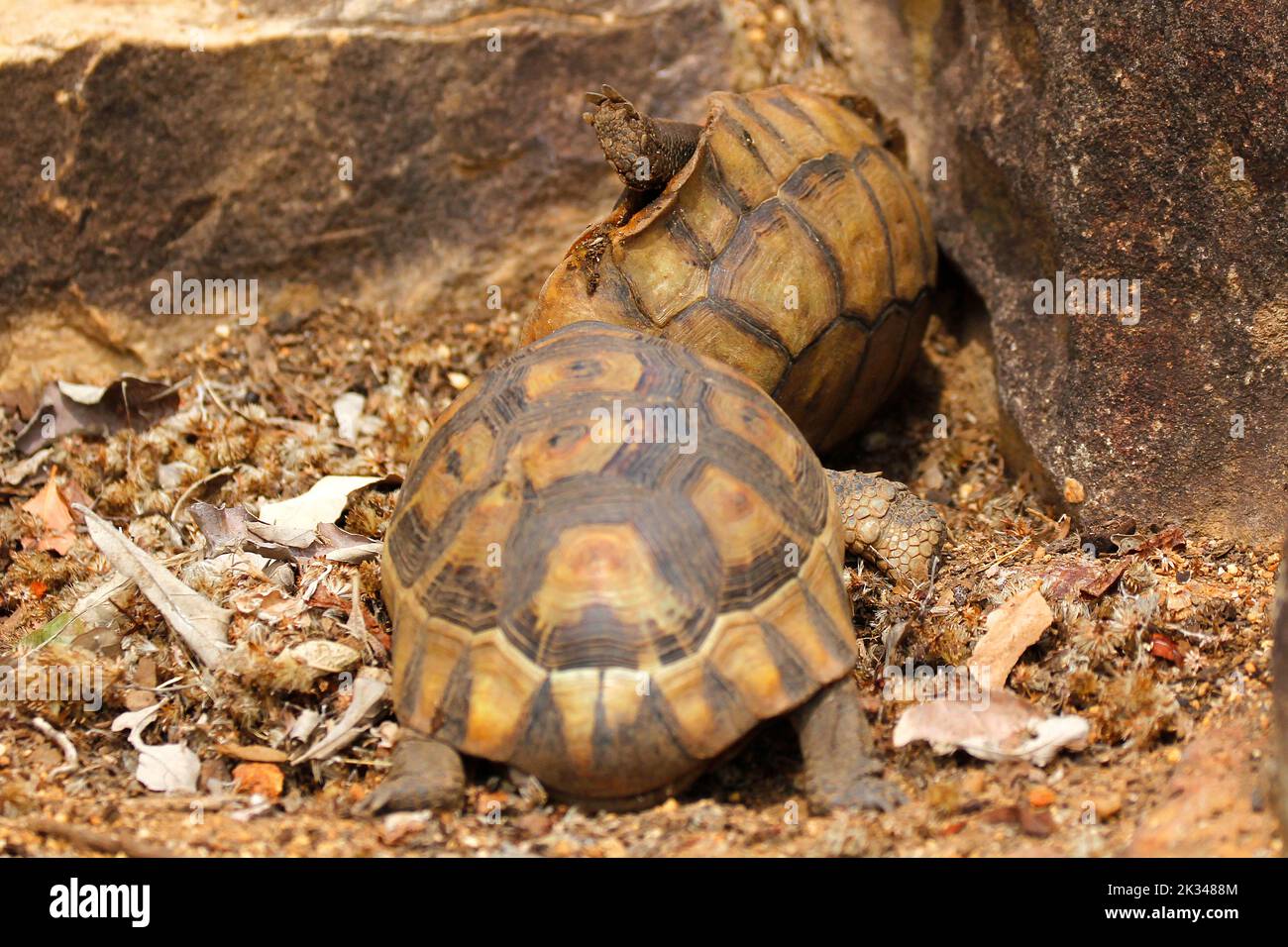 Zwei männliche Angulatschildkröten kämpfen auf einigen Steinstufen in einem Garten in Kapstadt um ein Weibchen. Stockfoto
