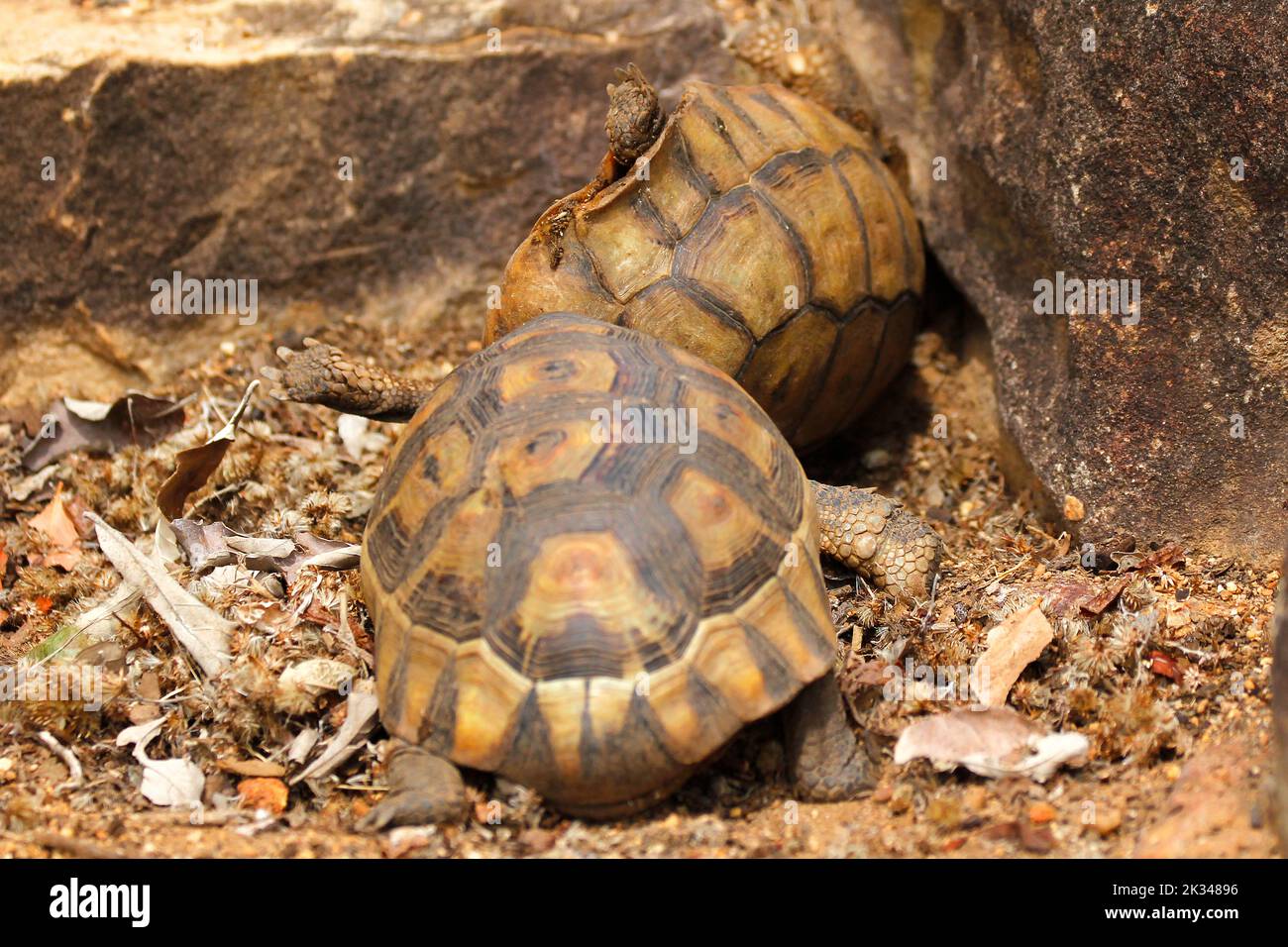 Zwei männliche Angulatschildkröten kämpfen auf einigen Steinstufen in einem Garten in Kapstadt um ein Weibchen. Stockfoto