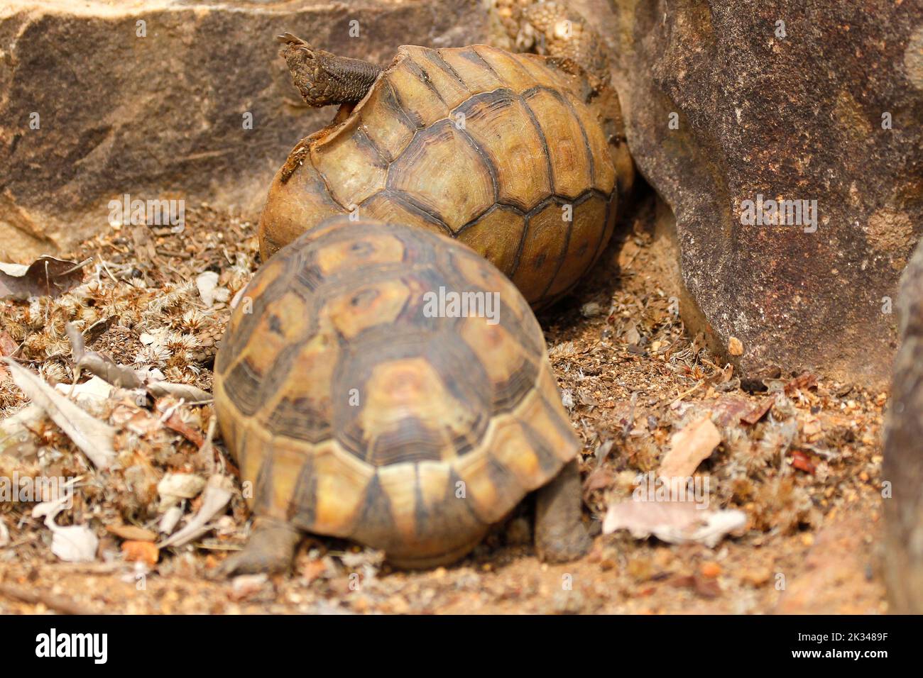 Zwei männliche Angulatschildkröten kämpfen auf einigen Steinstufen in einem Garten in Kapstadt um ein Weibchen. Stockfoto