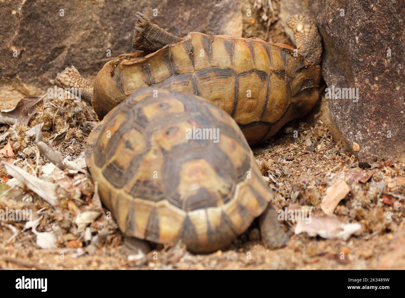 Zwei männliche Angulatschildkröten kämpfen auf einigen Steinstufen in einem Garten in Kapstadt um ein Weibchen. Stockfoto